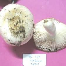 Attēlu rezultāti vaicājumam “Lactarius lygniotus”