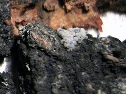 Attēlu rezultāti vaicājumam “Badhamia capsulifera”