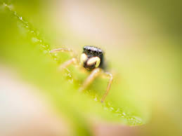 Attēlu rezultāti vaicājumam “Heliophanus sp.”