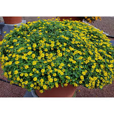 Image result for Sanvitalia procumbens