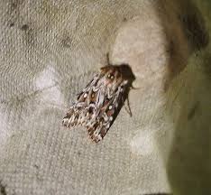 Attēlu rezultāti vaicājumam “Lycophotia porphyrea”