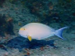 Image result for Acanthurus xanthopterus
