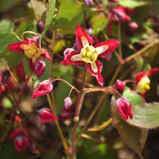 Attēlu rezultāti vaicājumam “Epimedium alpinum  flower”