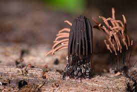 Attēlu rezultāti vaicājumam “Cribraria tenella spores”