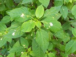 Attēlu rezultāti vaicājumam “Impatiens parviflora”