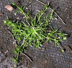 Attēlu rezultāti vaicājumam “Sagina procumbens leaf”