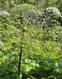 Attēlu rezultāti vaicājumam “Heracleum sosnowskyi leaf”
