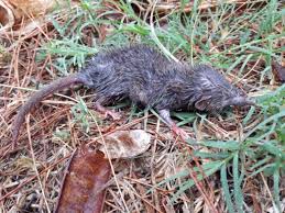 Attēlu rezultāti vaicājumam “Insectivora”