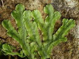 Attēlu rezultāti vaicājumam “Conocephalum salebrosum”