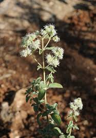 Attēlu rezultāti vaicājumam “Origanum majorana flower”