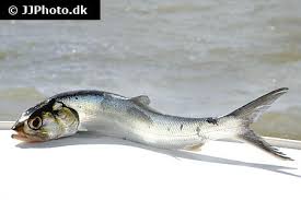 Image result for Elops saurus