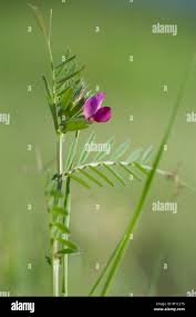 Attēlu rezultāti vaicājumam “Vicia angustifolia”