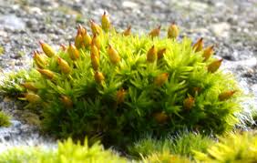 Attēlu rezultāti vaicājumam “Orthotrichum anomalum”