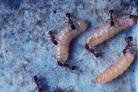 Attēlu rezultāti vaicājumam “Maculinea alcon upperside”