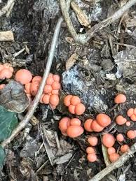 Attēlu rezultāti vaicājumam “Lycogala cf. convexum young”