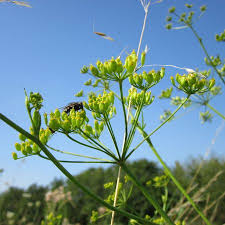 Attēlu rezultāti vaicājumam “Pastinaca sativa subsp. sylvestris flower”