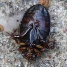 Attēlu rezultāti vaicājumam “Hydaticus transversalis”