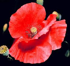 Attēlu rezultāti vaicājumam “Papaveraceae”