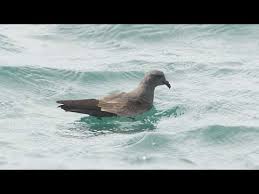 Image result for Oceanodroma monorhis