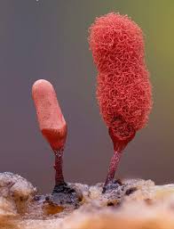 Attēlu rezultāti vaicājumam “Heterotrichia obvelata (syn. Arcyria obvelata) young”