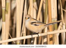Attēlu rezultāti vaicājumam “Panurus biarmicus male”