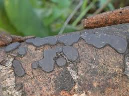 Attēlu rezultāti vaicājumam “Biscogniauxia granmoi”