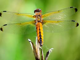 Attēlu rezultāti vaicājumam “Libellula fulva male”