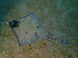 Image result for Raja polystigma