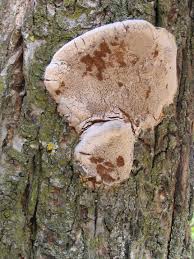 Attēlu rezultāti vaicājumam “Phellinus”