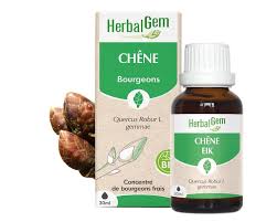 Attēlu rezultāti vaicājumam “Quercus robur bud”