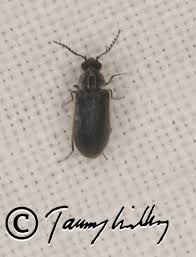 Attēlu rezultāti vaicājumam “Dasytes caeruleus imago”