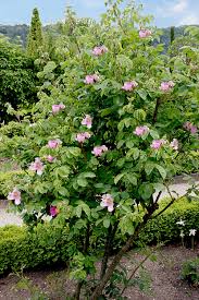 Attēlu rezultāti vaicājumam “Rosa majalis”