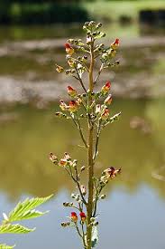 Attēlu rezultāti vaicājumam “Scrophularia umbrosa flower”
