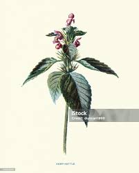 Attēlu rezultāti vaicājumam “Galeopsis bifida”