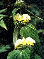 Attēlu rezultāti vaicājumam “Labiatae”