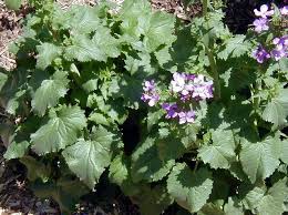 Attēlu rezultāti vaicājumam “Lunaria annua leaf”
