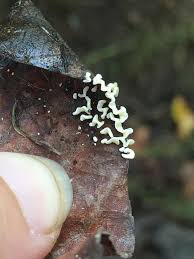 Attēlu rezultāti vaicājumam “Physarum bivalve spores”
