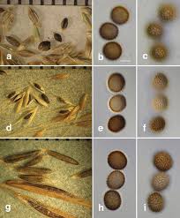 Attēlu rezultāti vaicājumam “Puccinellia distans”