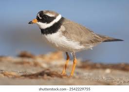 Attēlu rezultāti vaicājumam “Charadrius hiaticula adult”