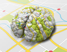 Image result for map of the brain