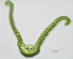 Attēlu rezultāti vaicājumam “Ceratodon purpureus”