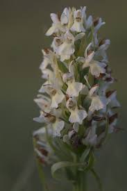 Attēlu rezultāti vaicājumam “Dactylorhiza ochroleuca leaf”