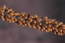 Attēlu rezultāti vaicājumam “Leocarpus fragilis”