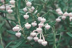 Attēlu rezultāti vaicājumam “Andromeda polifolia bud”