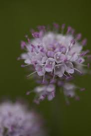 Image result for Succisella inflexa