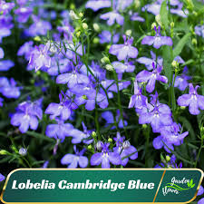 Attēlu rezultāti vaicājumam “Lobelia erinus flower”