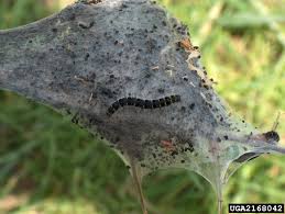 Attēlu rezultāti vaicājumam “Eriogaster lanestris larva”