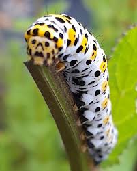 Attēlu rezultāti vaicājumam “Cucullia verbasci larva”