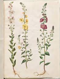 Image result for Verbascum blattaria