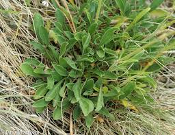 Attēlu rezultāti vaicājumam “Silene otites fruit”